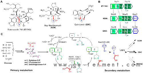 四氢异喹啉生物碱化合物的独特生源合成机制