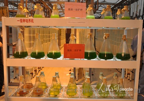 藻种扩种 人民网记者杜燕飞摄