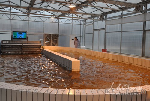 工作人员检查红球藻跑道池培养相关情况 人民网记者杜燕飞摄