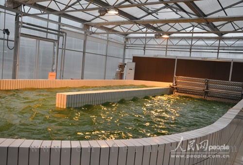 微藻跑道池养殖 人民网记者杜燕飞摄