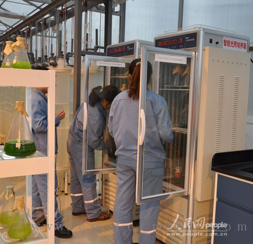 中石化石家庄炼化分公司工作人员正根据生长速率、生物量、油脂含量对藻种进行筛选 人民网记者杜燕飞摄
