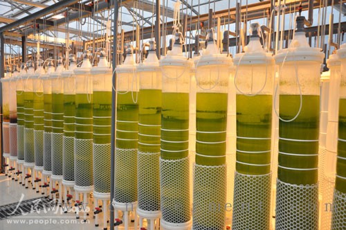 对微藻进行光反应器扩大培养 人民网记者杜燕飞摄