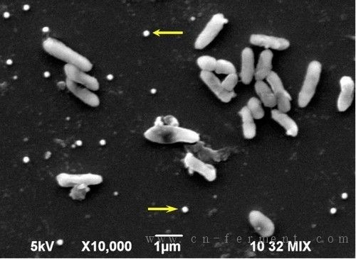 日本教授开发出利用微生物回收稀有金属技术
