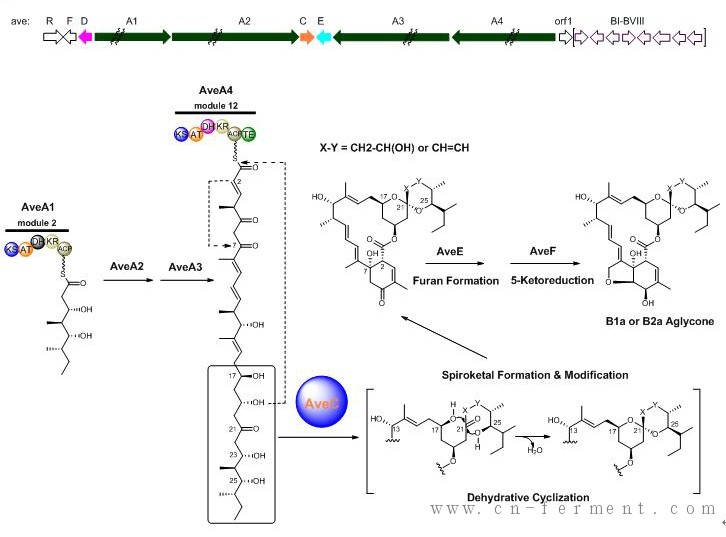 上海有机所手性螺环天然产物的形成和修饰研究获重要发现