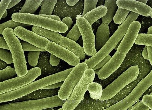 岛国新技术 大肠杆菌造出最耐热生物塑料