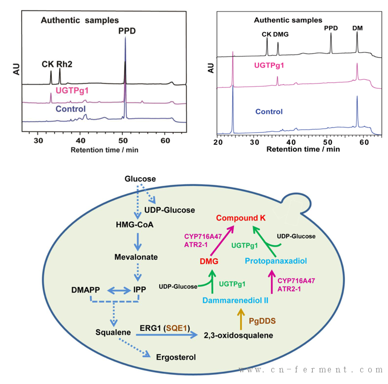 科学家在酵母底盘细胞中实现了稀有人参皂苷的生物合成 科学家在酵母底盘细胞中实现了稀有人参皂苷的生物合成