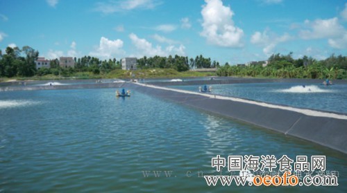 造好一塘水,是养好虾的基础。