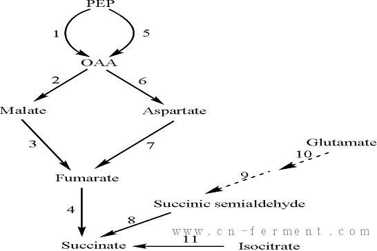 大肠杆菌K-12 发酵产丁二酸途径
