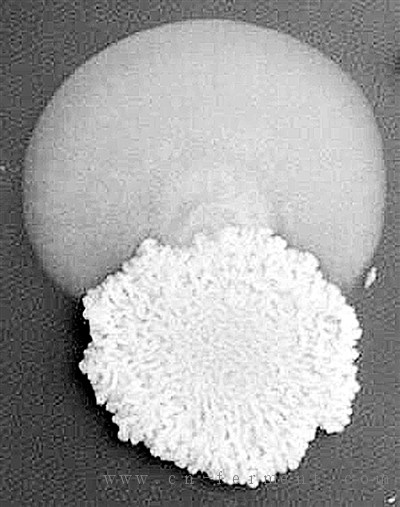 上图显示了从药物敏感酵母菌落中新发现的药物耐药性