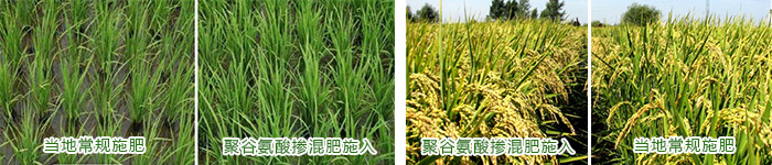 聚谷氨酸肥料增效剂在水稻种植中的应用对比图