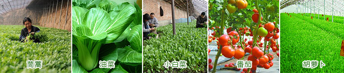 聚谷氨酸肥料增效剂在蔬菜种植中的应用对比图