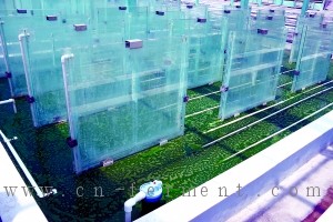 青岛生物能源所的微藻培养系统