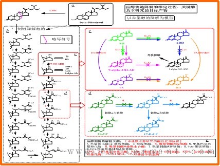 甾体药物代谢机制与生产新工艺研究