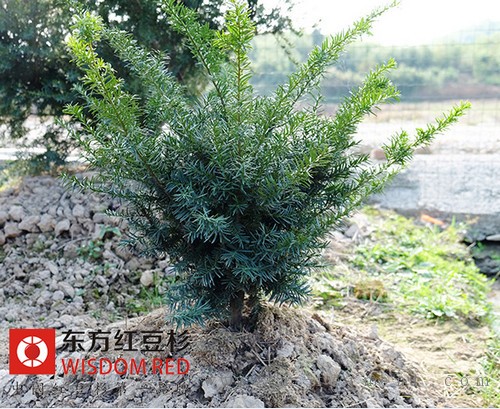 紫杉醇国际市场拓展渐进 催生红豆杉人工种植热