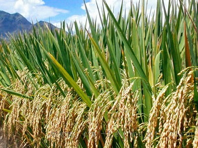 推进生物质能源产业发展需政策有效发力_化工