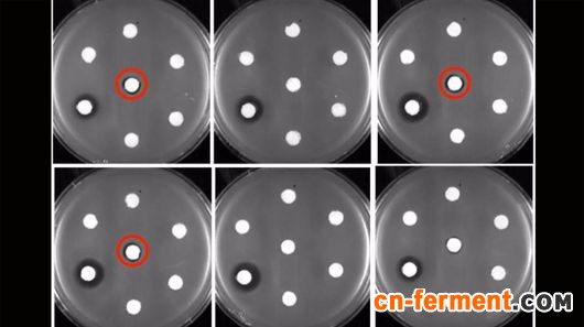 Buffalo researchers have managed to grow new forms of erythromycin, seen here in petri dishes (circled in red)