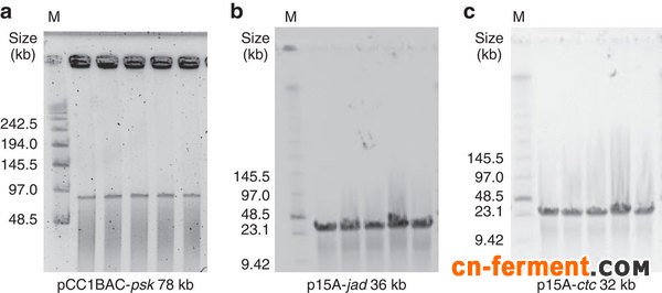 图二 应用CATCH技术克隆芽孢（a），杰多霉素（b），金霉素（c）生物合成基因簇鉴定结果