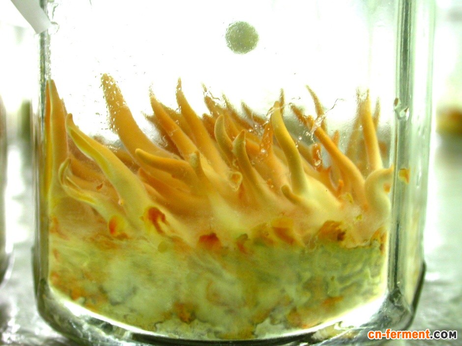 圖四：蟲草趨光性強，每天需固定調控照光時數與玻璃瓶轉向