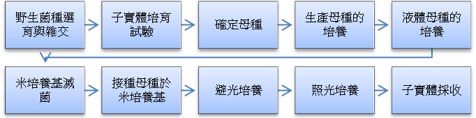 培養北蟲草的過程