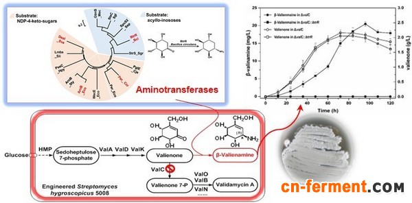 上海交大科研团队建立&beta;-井冈霉烯胺生物合成新途径