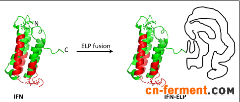 图1 通过ELPfusion方法精准设计IFN-ELP