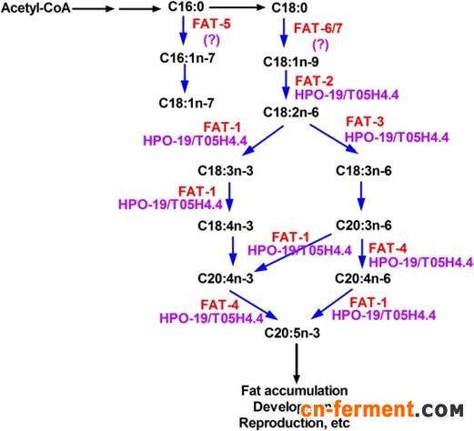 多聚不饱和脂肪酸生物合成研究获进展