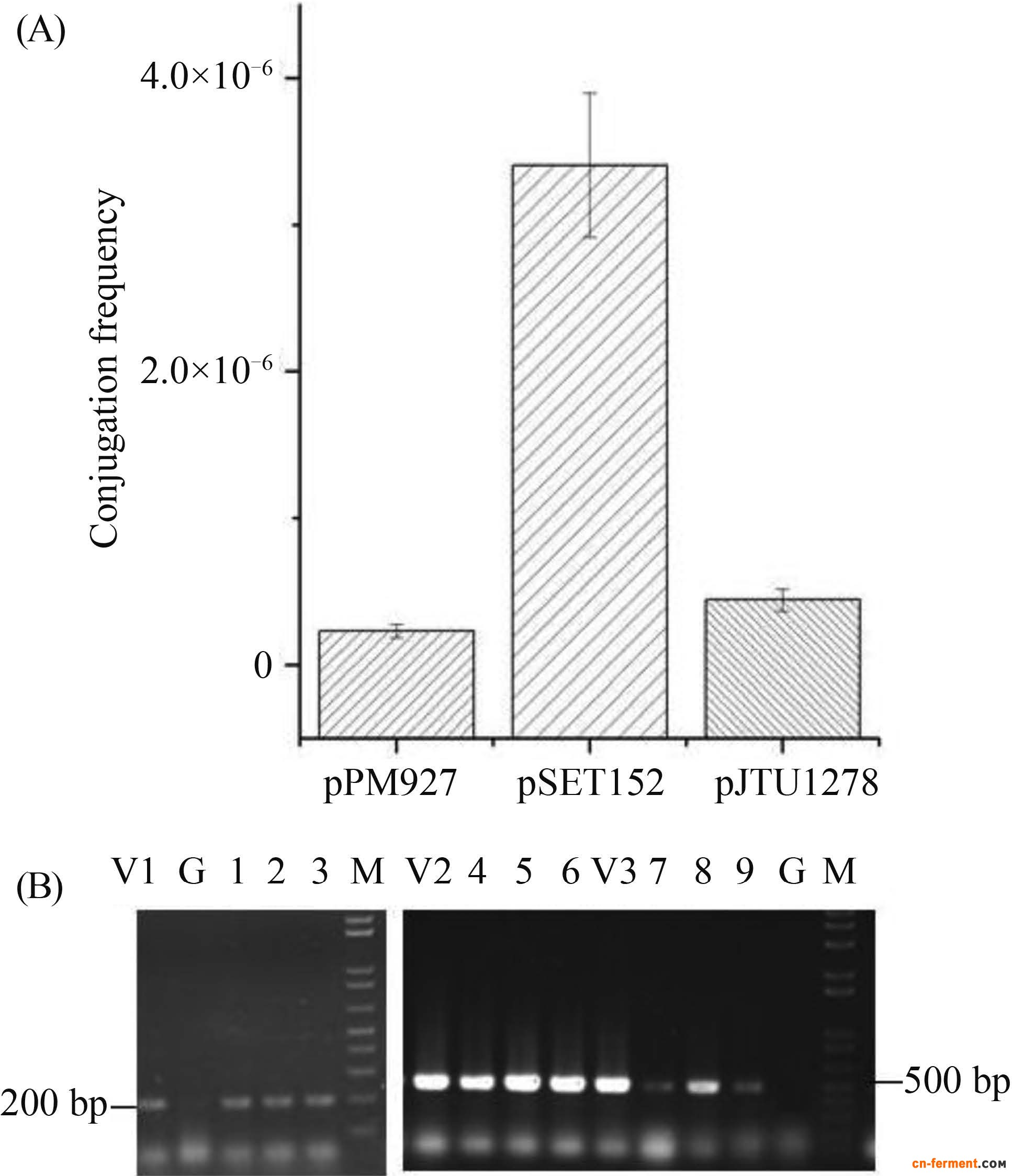 不同质粒对藤黄生孢链霉菌NRRL 2401的接合转移效率