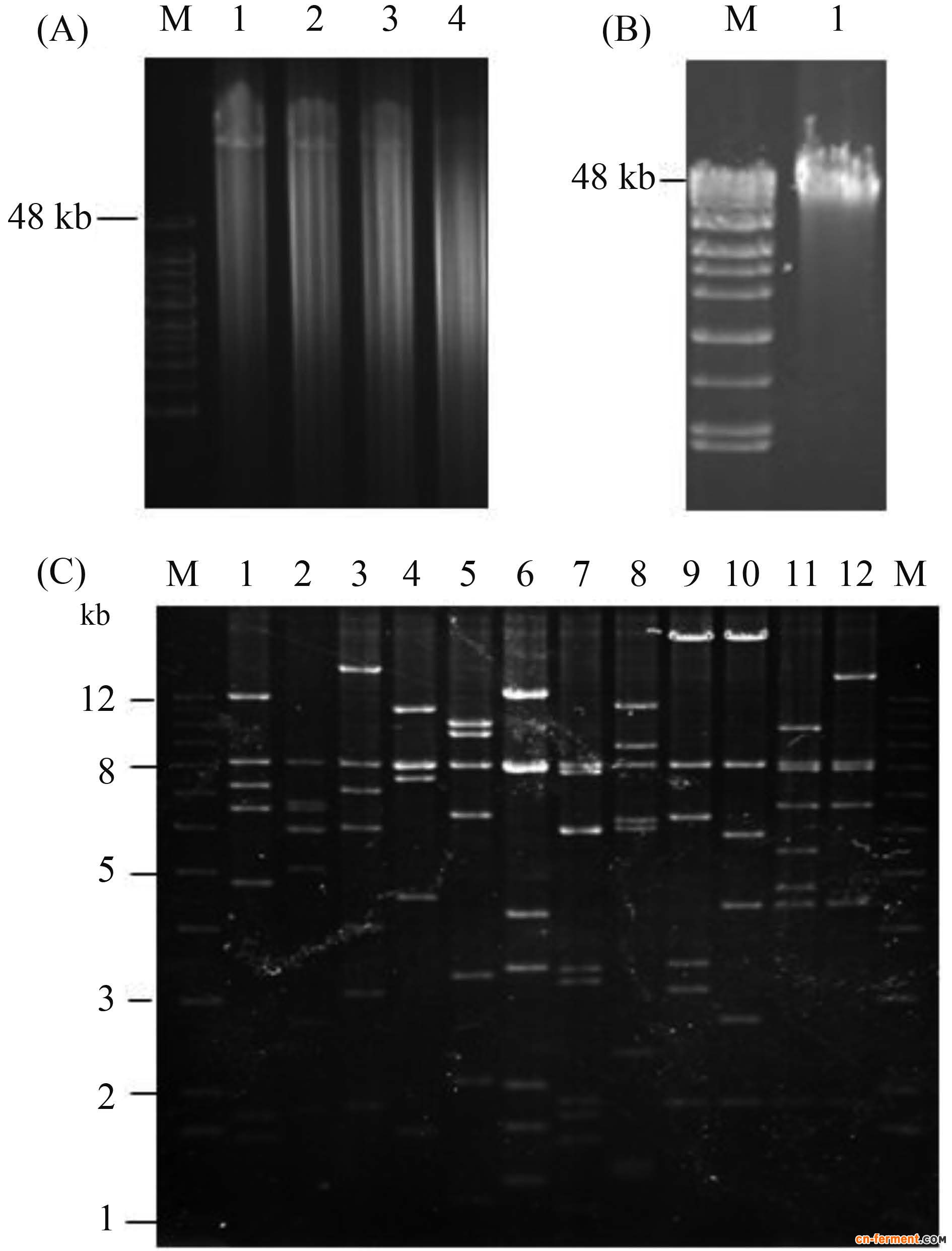 基因组文库中吲哚霉素生物合成基因的PCR筛选