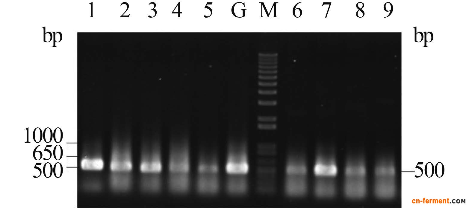 基因组文库中吲哚霉素生物合成基因的PCR筛选