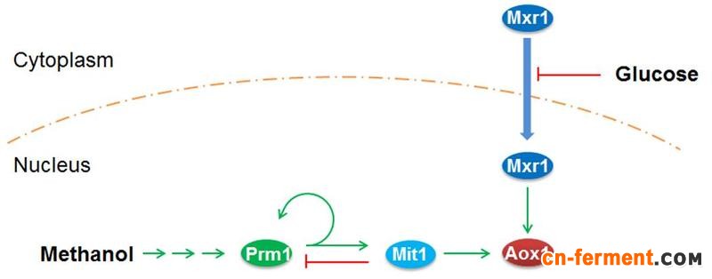 国际著名生化期刊报道华理酵母甲醇信号调控研究成果