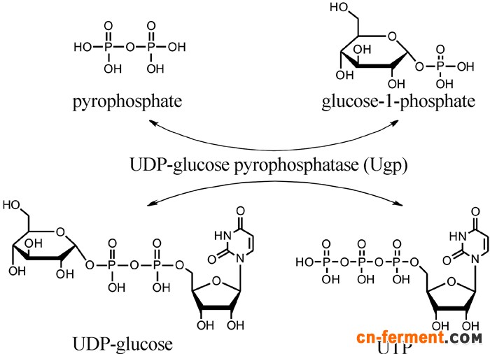 微生物药物合成基因簇的加倍