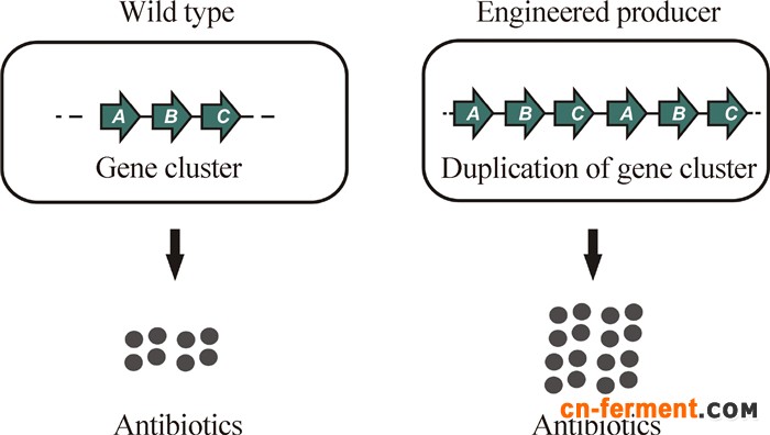微生物药物合成基因簇的加倍
