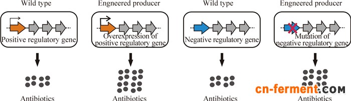 途径特异性调控基因的工程化利用