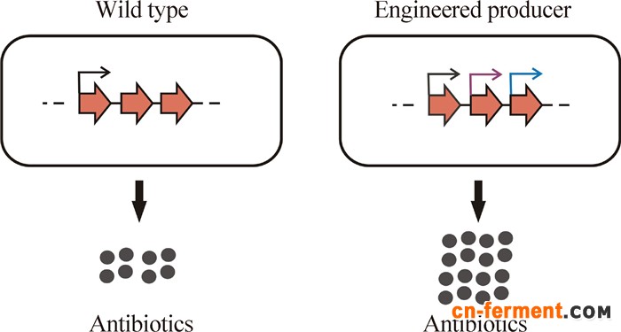 微生物药物生物合成途径的优化