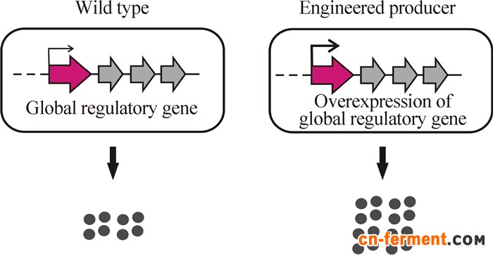 过量表达全局调控基因