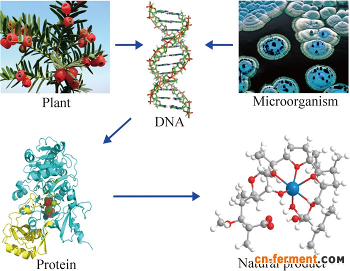 天然产物的化学结构与生物活性多样性
