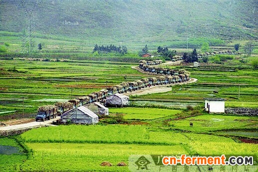 广西力争建成500万亩"双高"基地 重振"甜蜜产业"