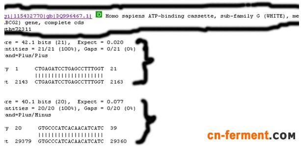一步步教你利用Blast分析验证引物序列