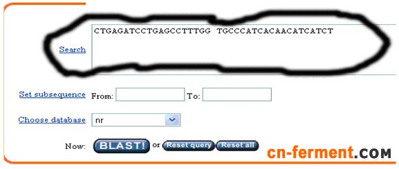 一步步教你利用Blast分析验证引物序列