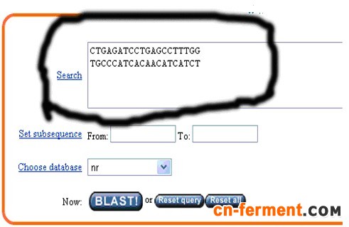 一步步教你利用Blast分析验证引物序列