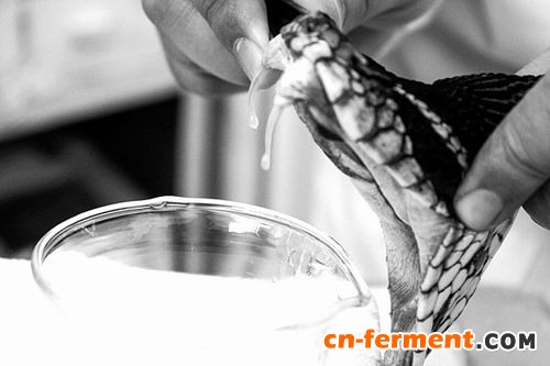 合成生物学解决全球抗蛇毒血清短缺