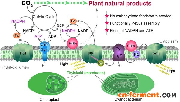 当重组蓝藻表达酪氨酸解氨酶、对香豆酸CoA合酶以及芪合酶时，可以产生白藜芦醇