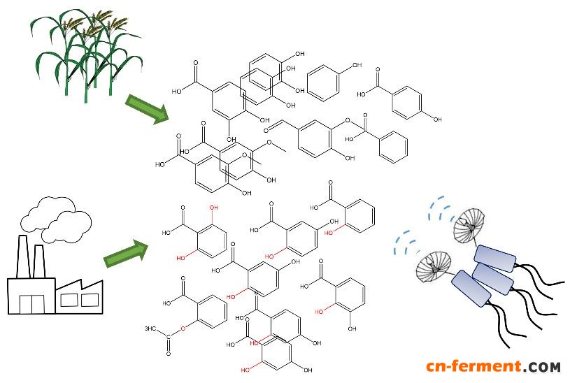 微生物能够感应环境中的芳香化合物，具有趋化能力。
