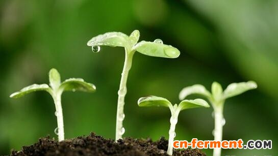 2021年全球农业微生物市场价值将达到50.7亿美元