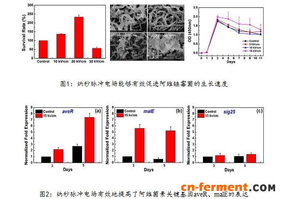 纳秒脉冲电场技术：提高阿维菌素发酵产量