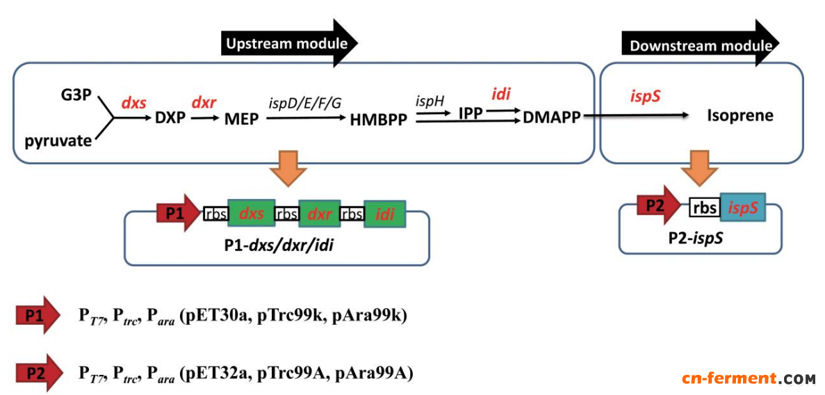 内外兼修，途径内限速酶改造结合途径间协调表达构建产异戊二烯大肠杆菌