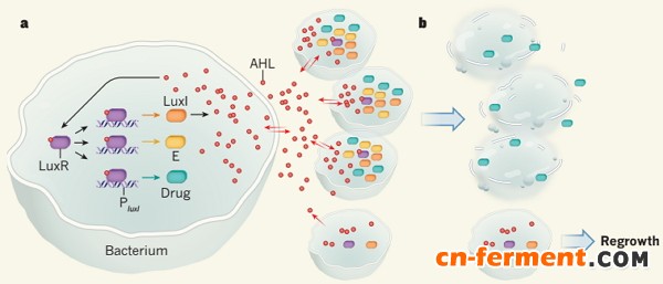 基因回路和药物释放模式图