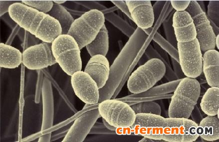 中山大学刘建忠组通过基因组改造获得高产左旋多巴的大肠杆菌