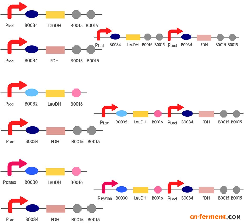 大肠杆菌全细胞催化高效合成L-叔亮氨酸