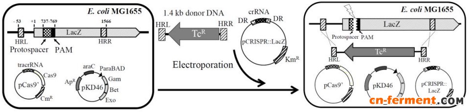 图一 改进型CRISPR/Cas9系统示意图